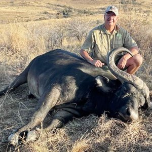 Buffalo Hunting South Africa