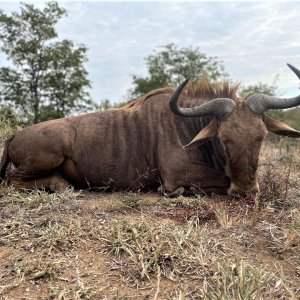 Golden Wildebeest Hunting South Africa