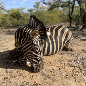 Zebra Hunting South Africa