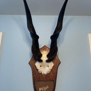 Eland Skull Plate Mount