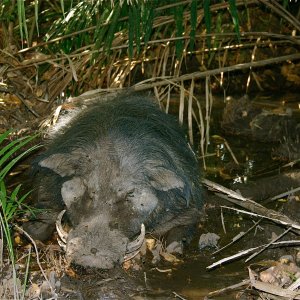 Giant Forest Hog Hunt Central African Republic