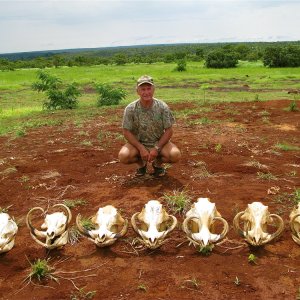 Warthog Skulls