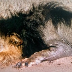 Black-maned lion shot by Steve Chancellor in 2006-Okavango Delta, Botswana