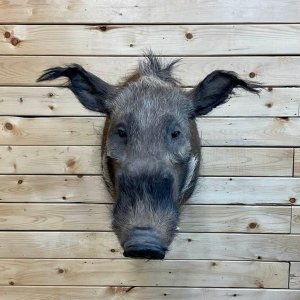 Bushpig Shoulder Mount Taxidermy