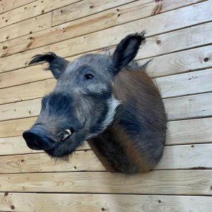 Bushpig Shoulder Mount Taxidermy