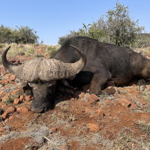 Buffalo Hunt South Africa