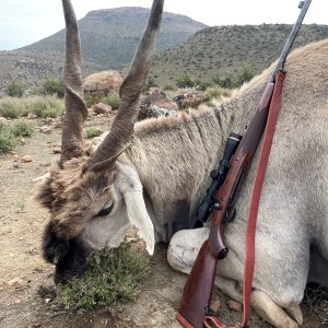 Eland Hunt South Africa