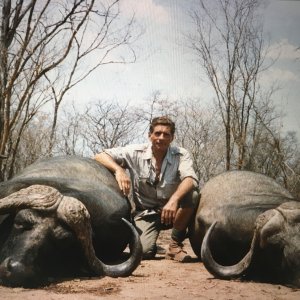 Cape Buffalo Hunting