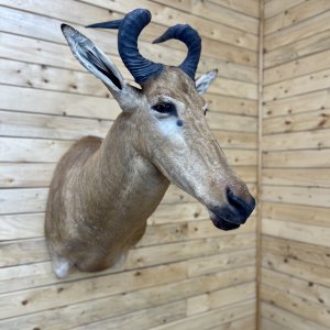 Lichtenstein Hartebeest Shoulder Mount Taxidermy