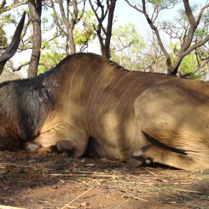 Lord Derby Eland - CAR.JPG