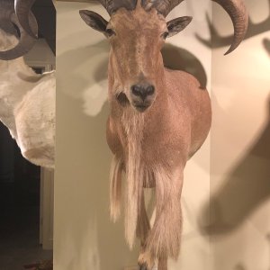 Aoudad Pedestal Mount Taxidermy