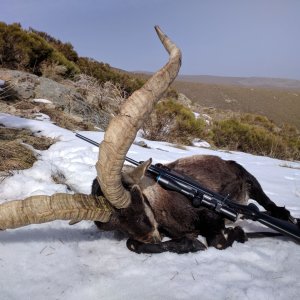 Gredos Ibex