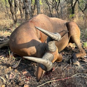 Lichtenstein Hartebeest Hunt Cameroon