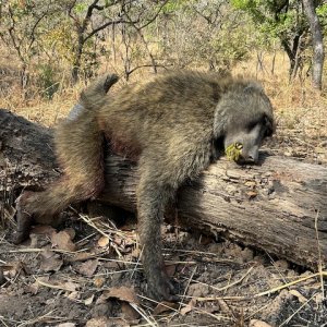 Baboon Hunt Cameroon