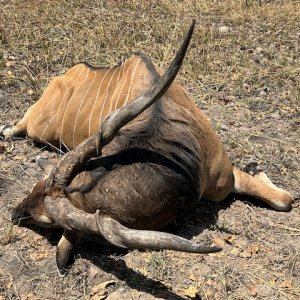 Lord Derby Eland Hunt Cameroon