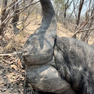 Buffalo Hunt Namibia