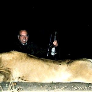 Huge lioness-APNR, South Africa