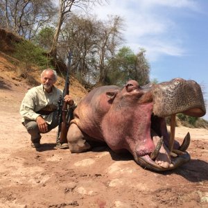 Hippo - Luangwa River