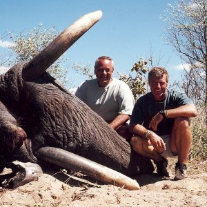 Botswana Elephant Bull