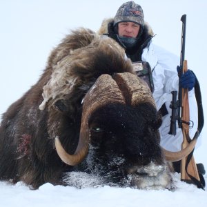 Barrenground Musk Ox