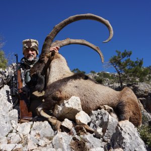 Bezoar Ibex