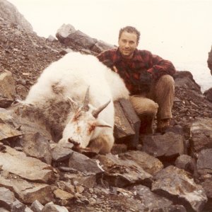 Rocky Mountain Goat