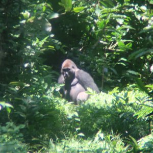 Silverback Gorilla