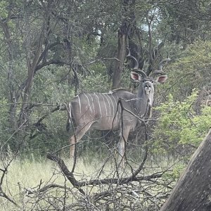 Kudu South Africa