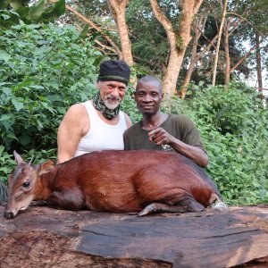 Bay Duiker