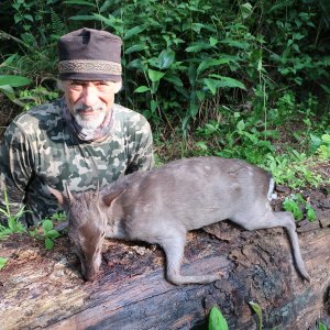 Blue Duiker