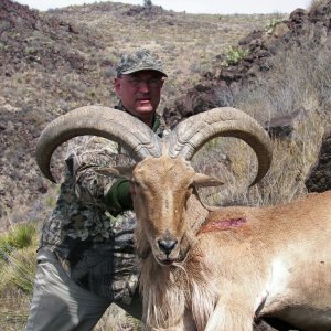 Aoudad Sheep