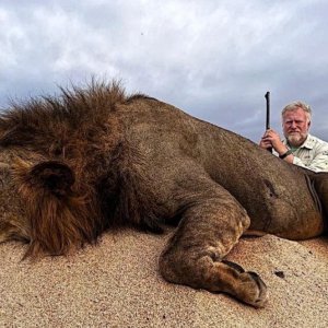 Beautiful old lion located by calling-Kilombero Valley