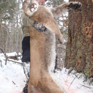 Mountain Lion Hunt British Columbia