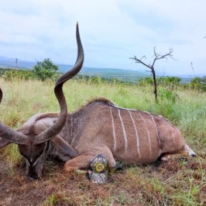 Kudu Hunt Eastern Cape South Africa