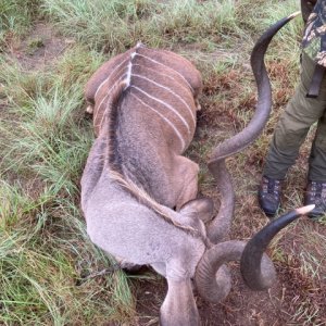 Kudu Hunt Eastern Cape South Africa