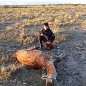 Guanaco Hunt Argentina