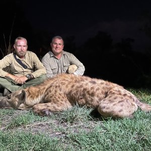 Spotted Hyena Hunt Zambia