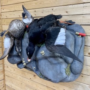 Whitewing Scoter Mount Taxidermy