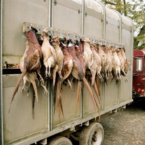 Pheasant Hunt Isleworth