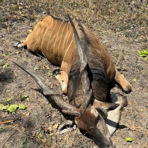 Lord Derby Hunt Cameroon