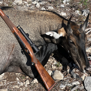 Nilgai Hunt Texas