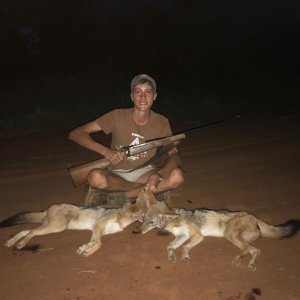 Jackal Hunt South Africa