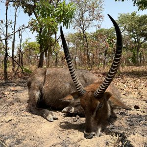 Waterbuck Hunt Cameroon