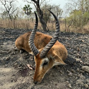 Cob Hunt Cameroon