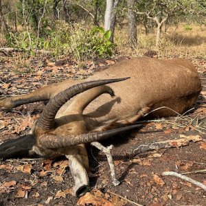 Roan Hunt Cameroon