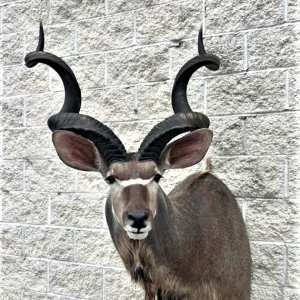 61 Inch Kudu Shoulder Mount Taxidermy