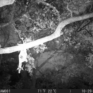 Leopard Trail Camera Zambia