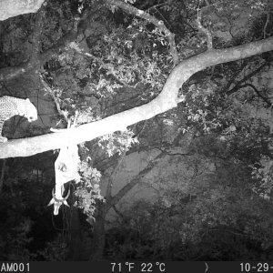 Leopard Trail Camera Zambia