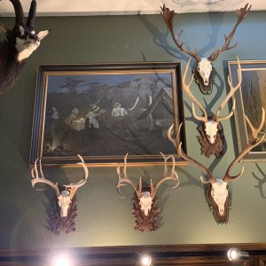 European Mounts Taxidermy