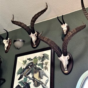 Ibex European Mount Taxidermy